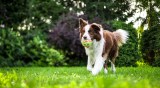 10 Tips for Breathtaking Dog Action Photography