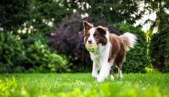 10 Tips for Breathtaking Dog Action Photography