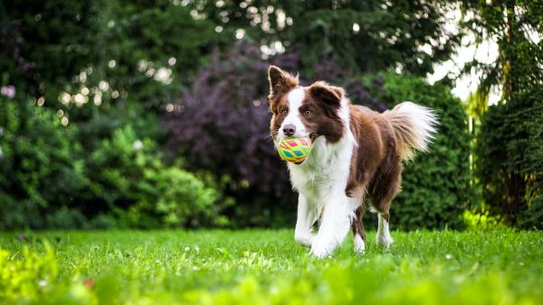 10 Tips for Breathtaking Dog Action Photography