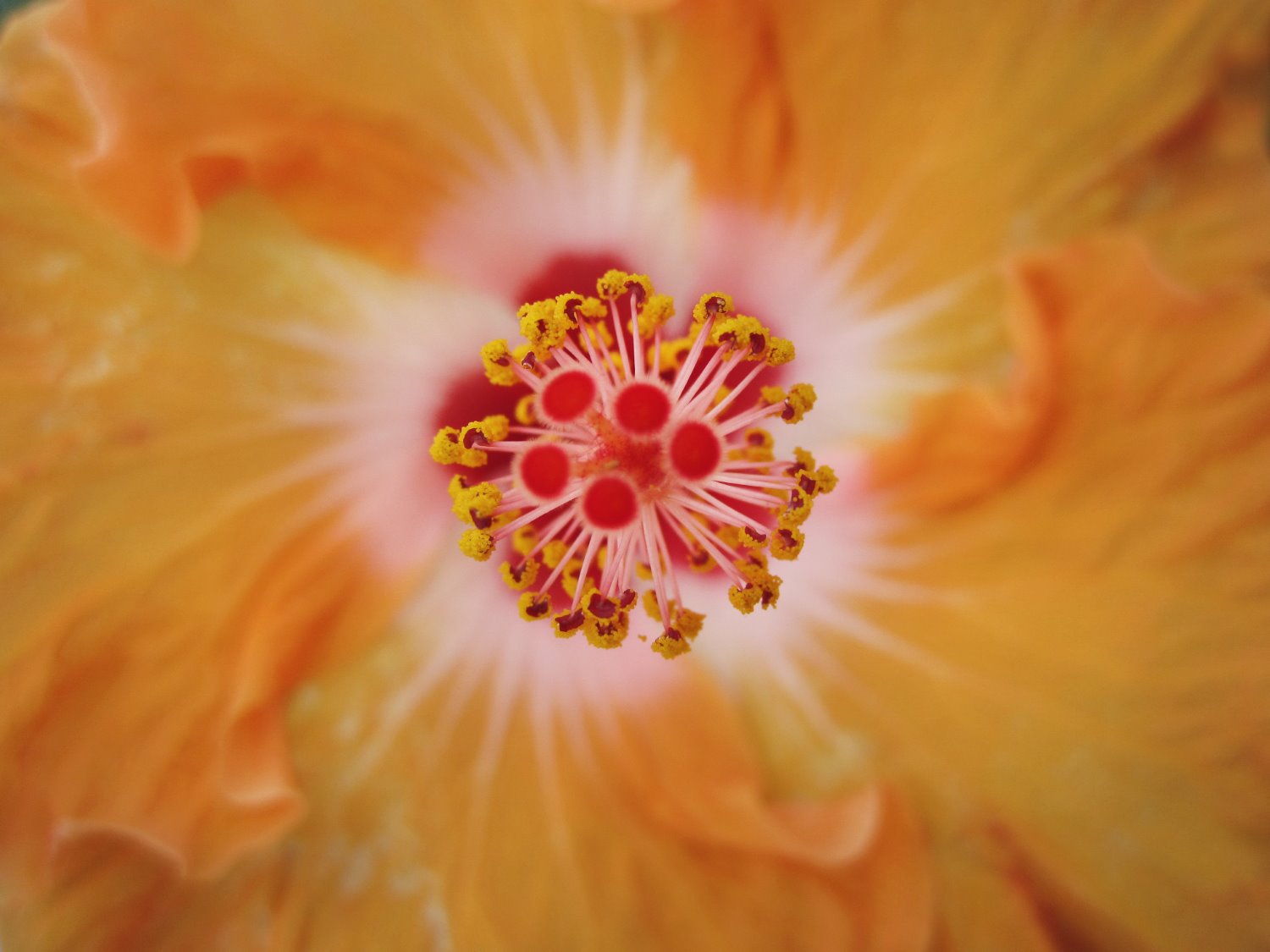 macro photography tips for point and shoot cameras