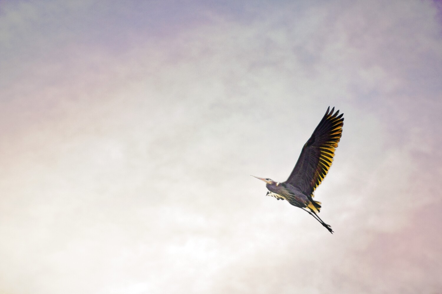 Nature photography