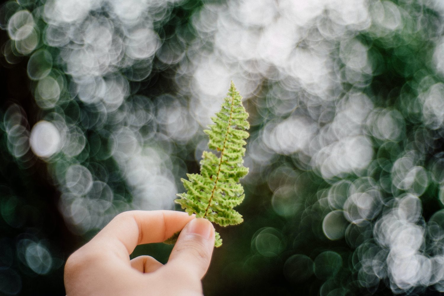 Shallow depth of field in photography